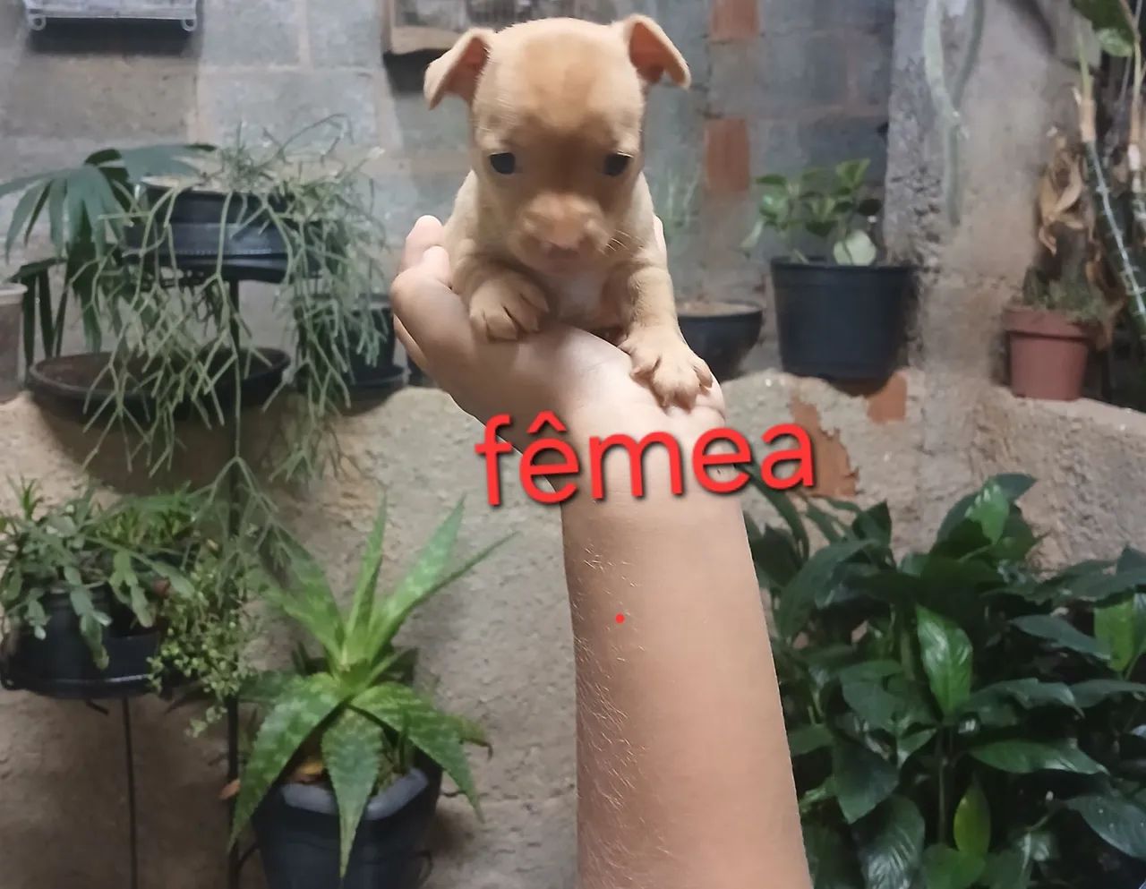 Vende-se pinscher 