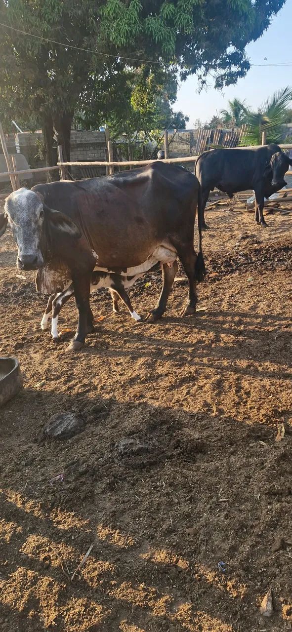 VACAS DE LEITE - Foto 2