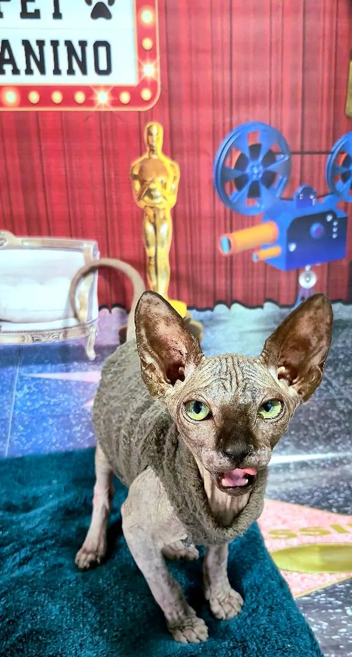 Sphynx machos lindíssimos 