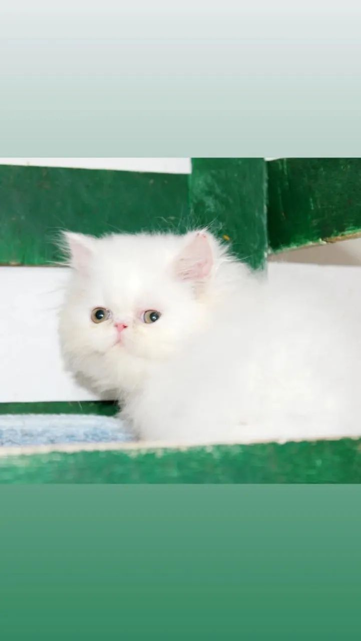 Gato Persa macho  - Foto 2