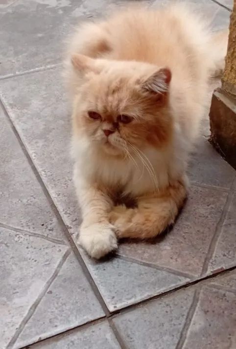 Vendo urgente essa gatinha 