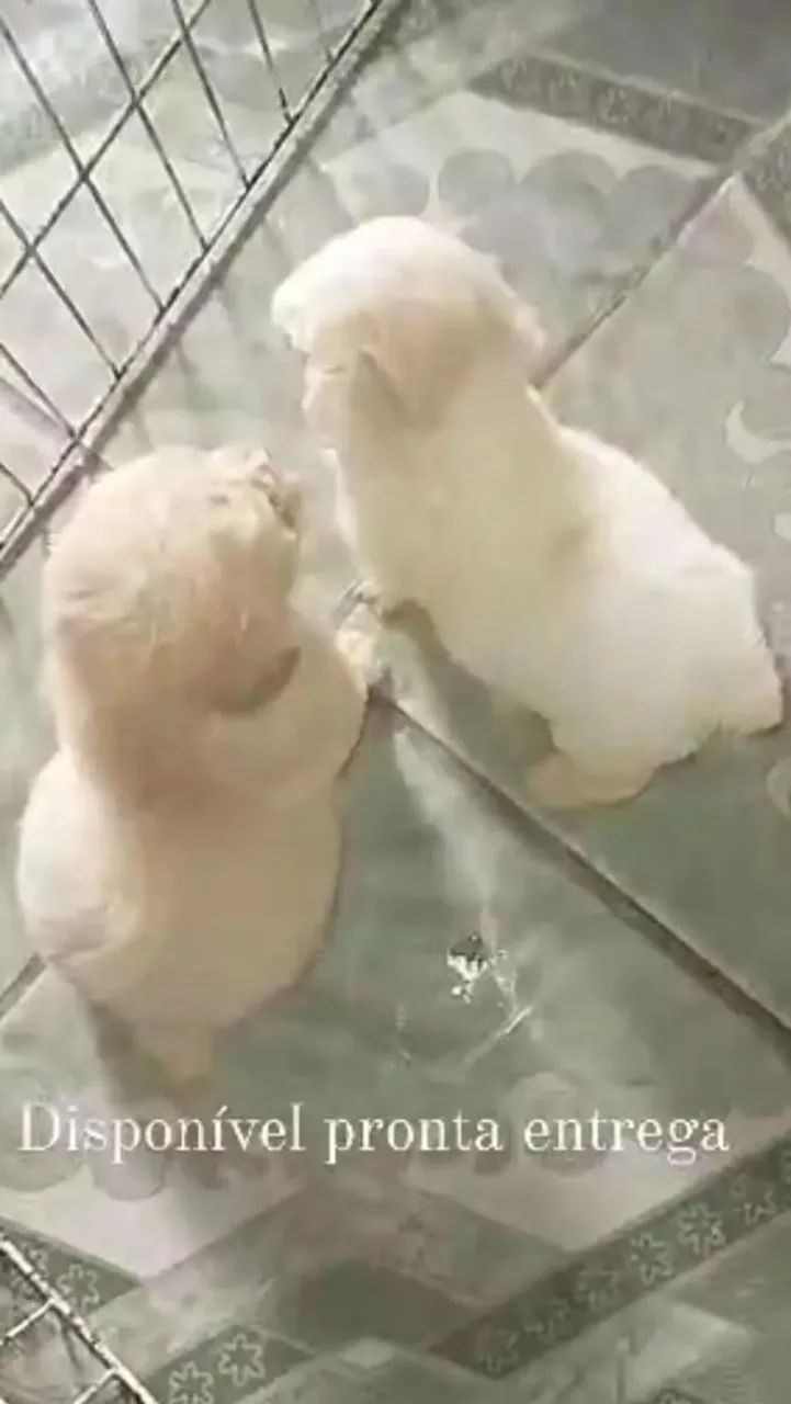 Poodle toy - Foto 5