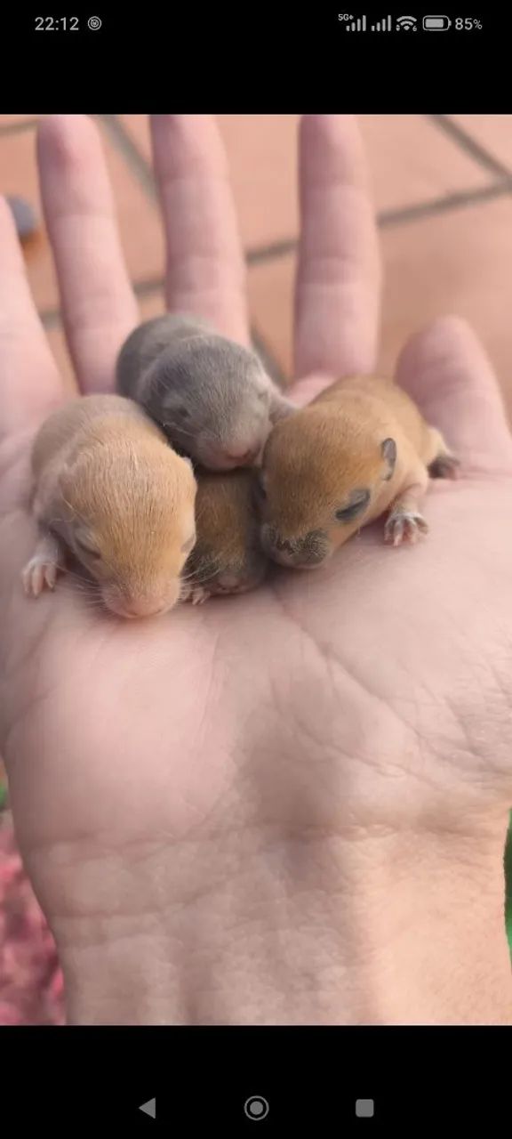 Esquilo da mangolia gerbil  - Foto 3
