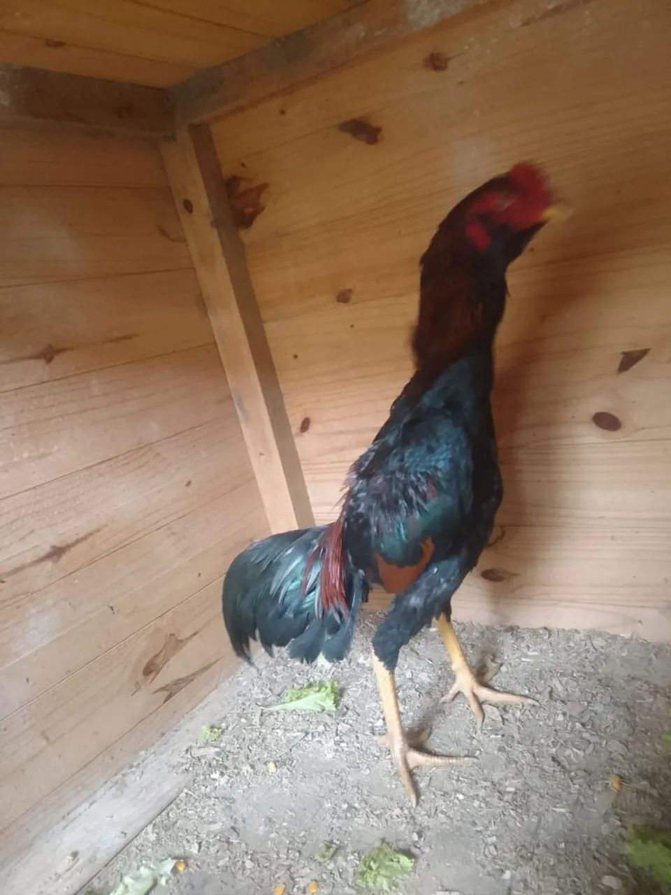 Vendo 6 frangos índio  - Foto 6