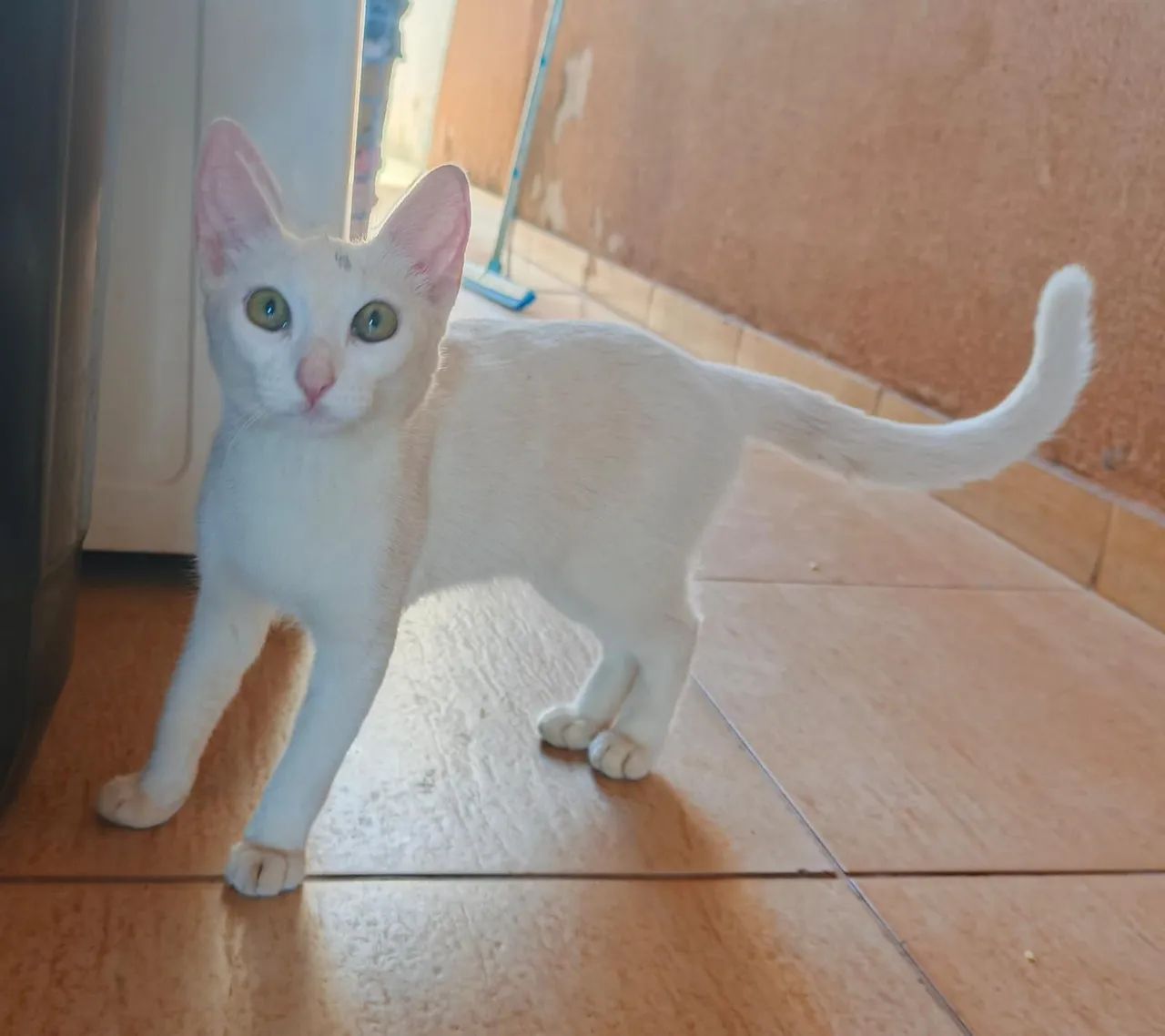 Doação de duas gatinhas. Por questão de mudança não é permitido gatos são bem dóceis e car