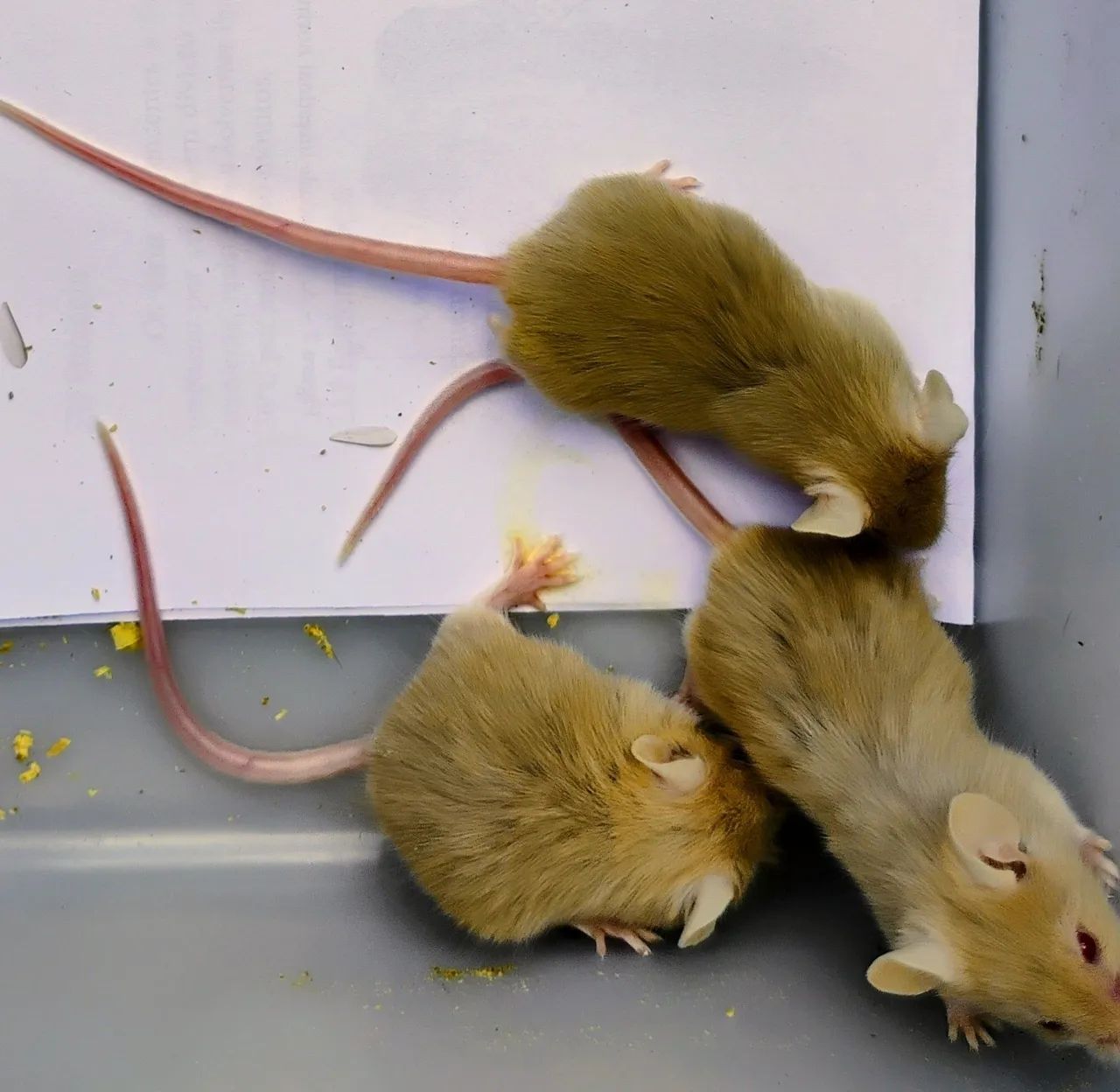 Filhotes de Camundongos  - Foto 2