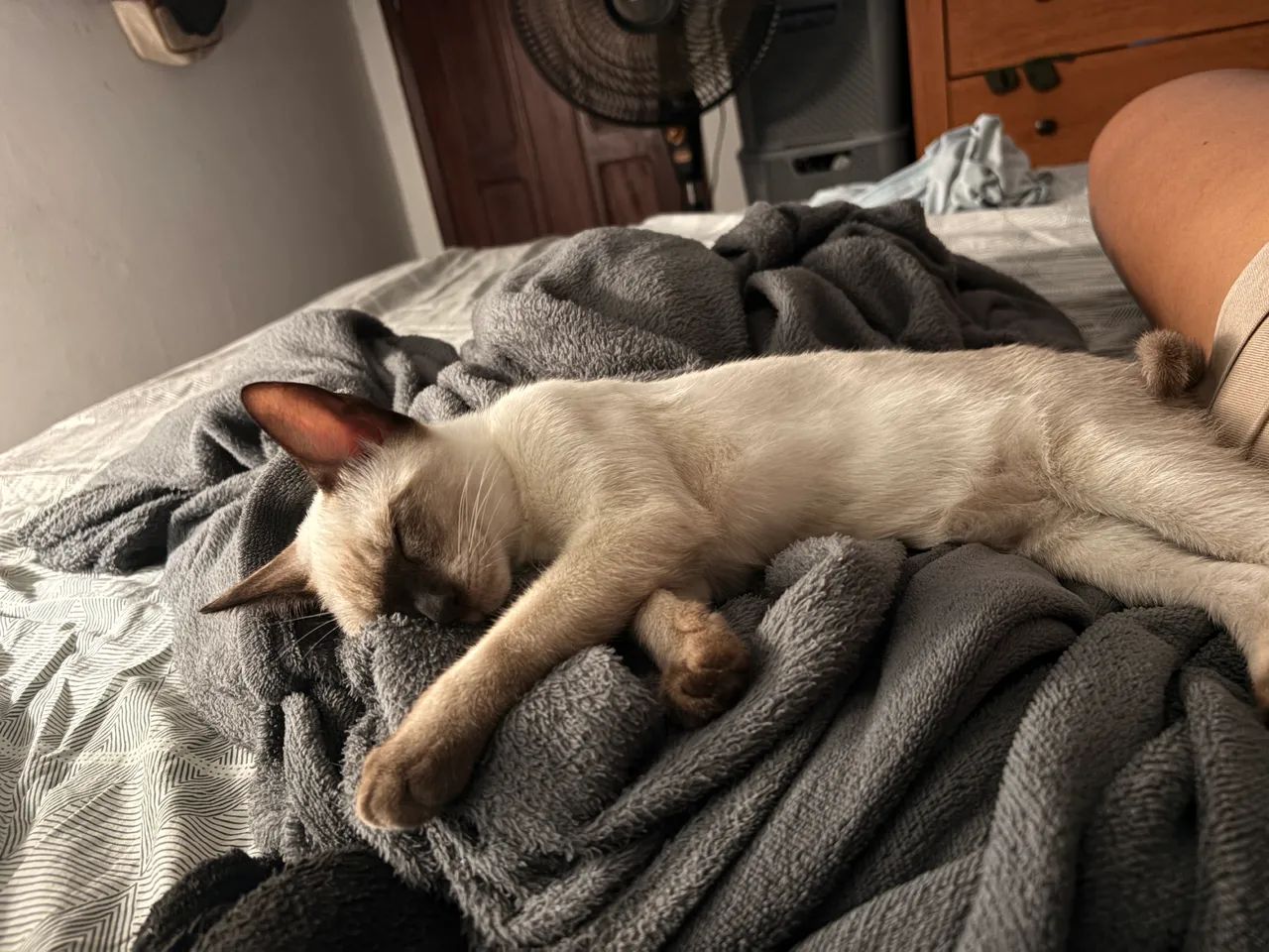 Doaçao de gatinhas - Foto 4