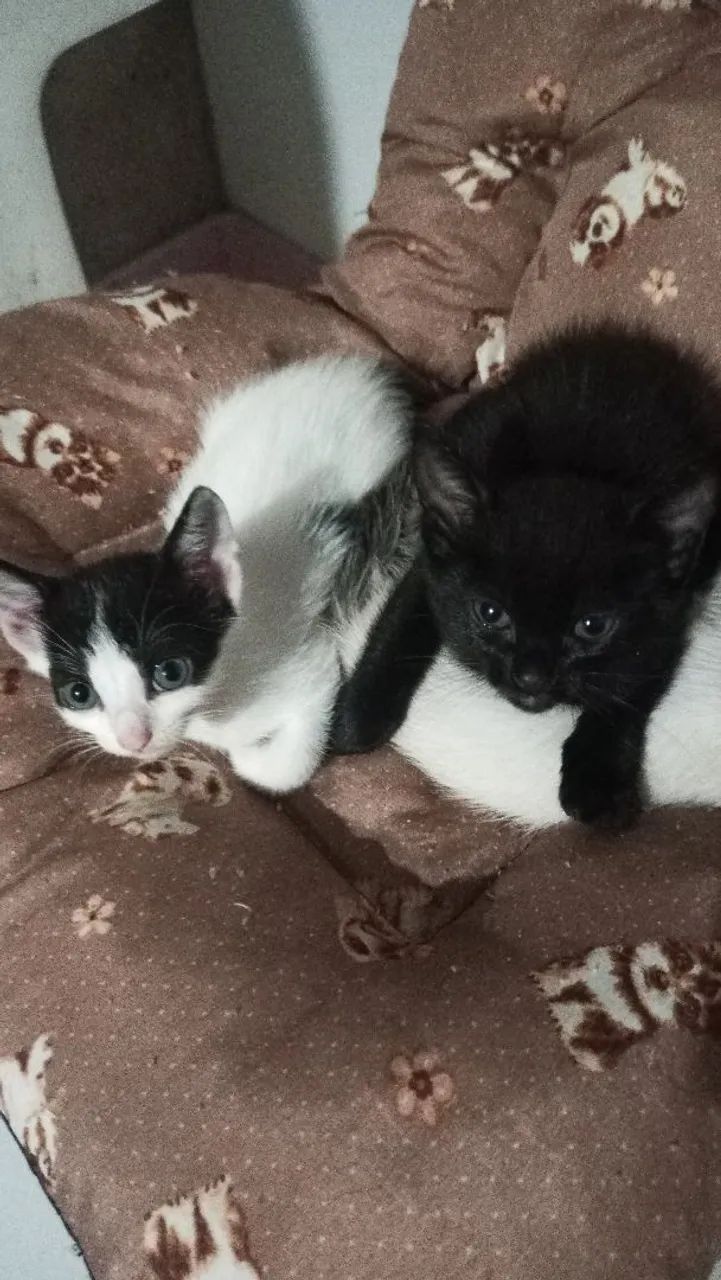 Gatinhas para adoção responsável  - Foto 5