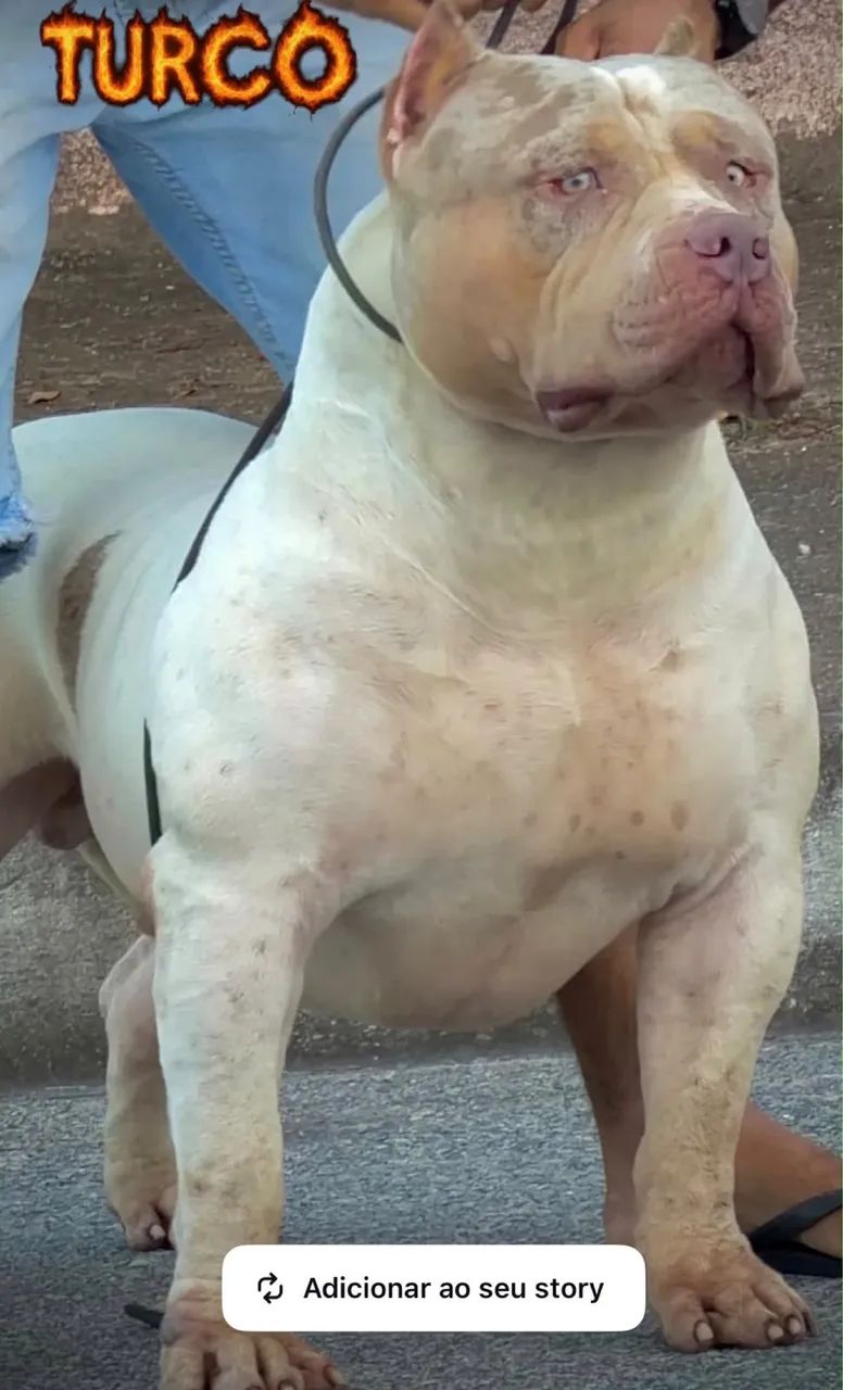 Filhote Pit Monster - Macho  - Foto 4