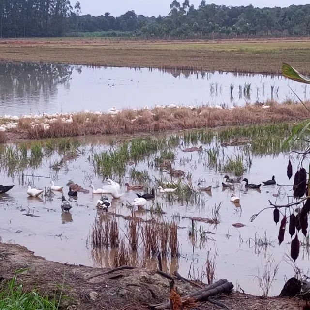 Vendo ou troco patos  - Foto 2