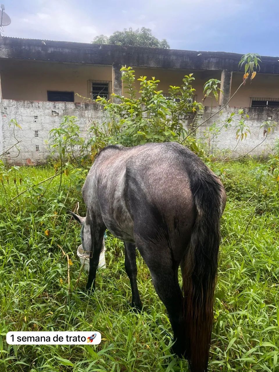 Égua M.M (Genuína de picada) - Foto 2