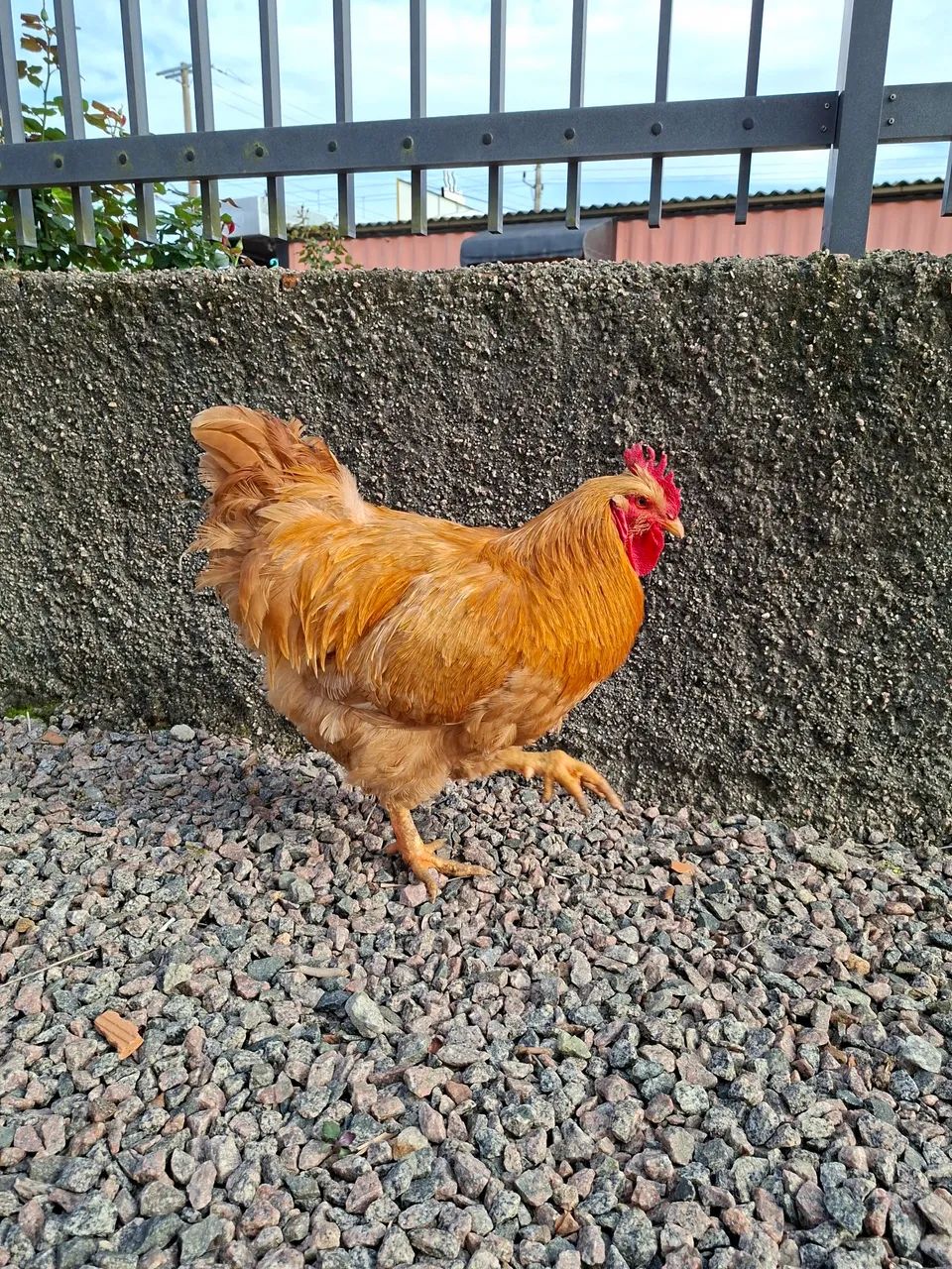 Galo orpington  - Foto 4