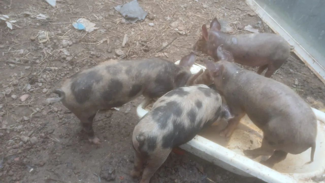 Bacuri  - Foto 3