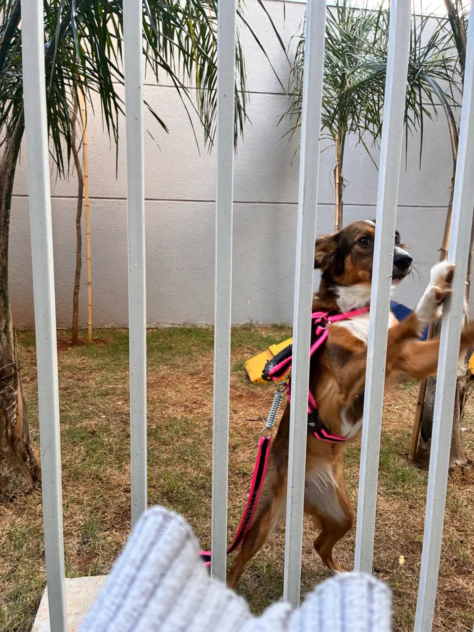 Cachorro 9 meses, super dócil  - Foto 3