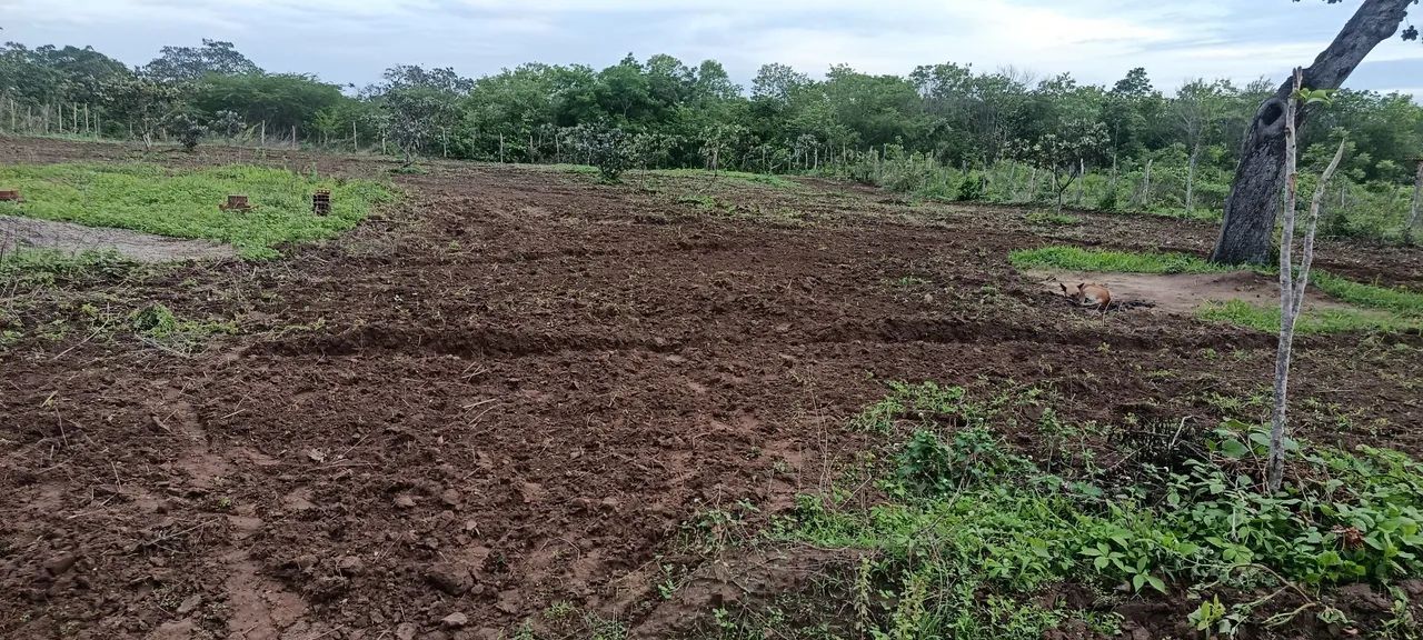 Terreno 