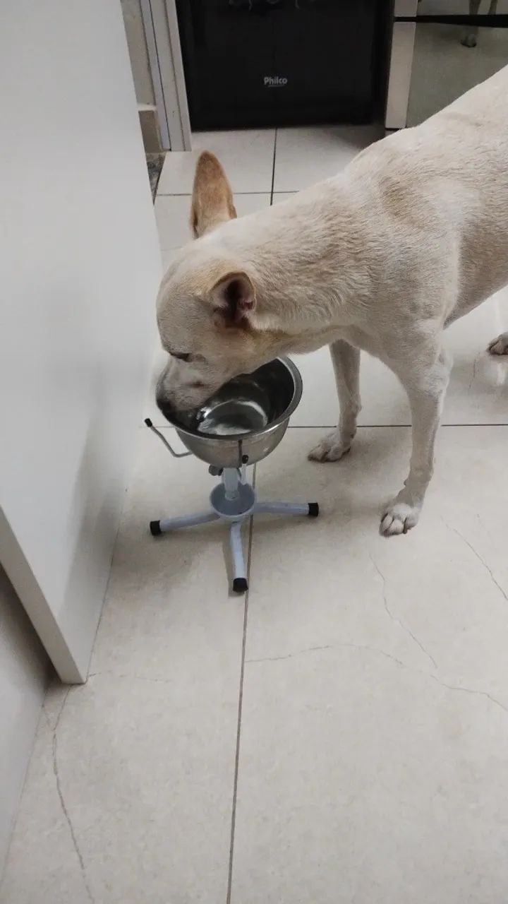 Babá de pets a domicílio  - Foto 4