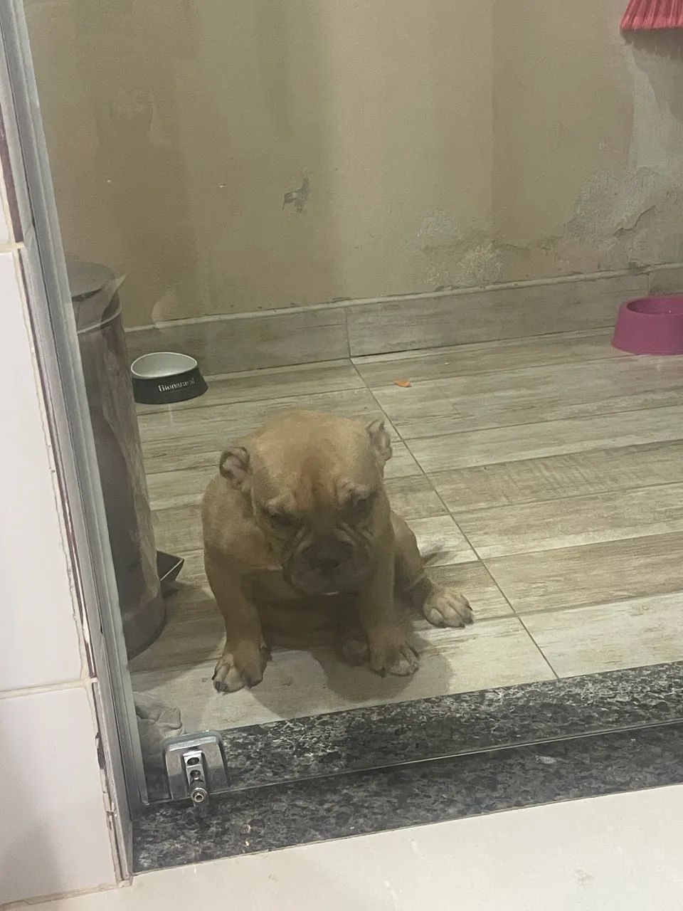 American bully - Foto 5