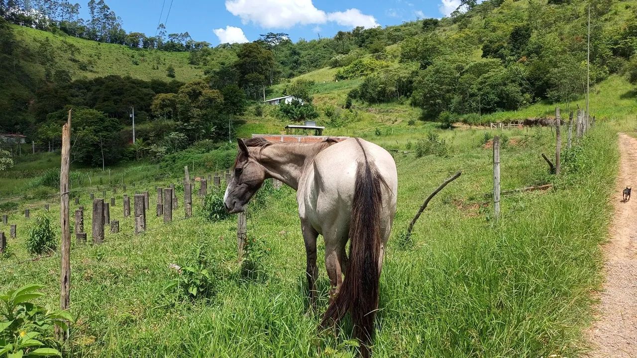 Vende se cavalo bom pra longas cavalgadas e lida com gado - Foto 2