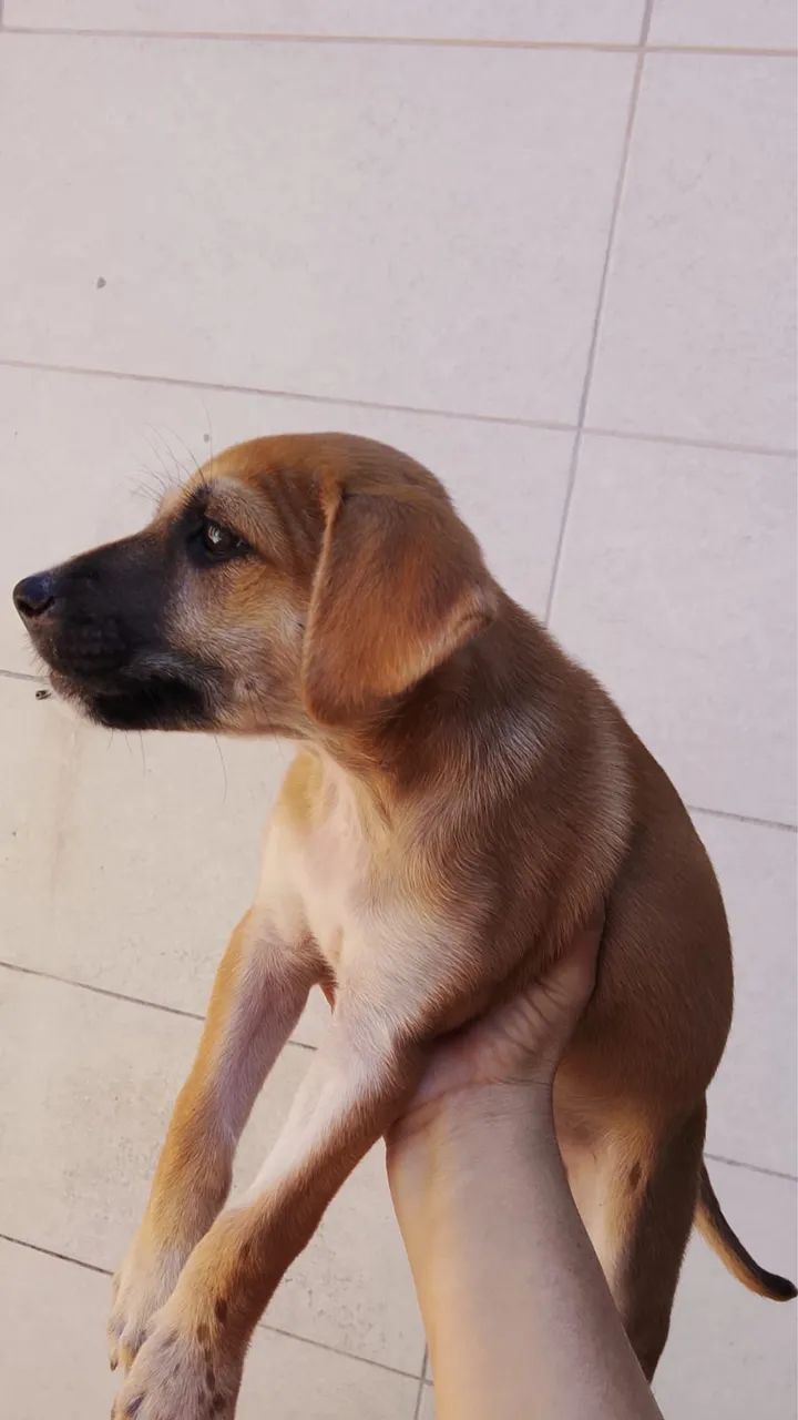 Cachorro  - Foto 2