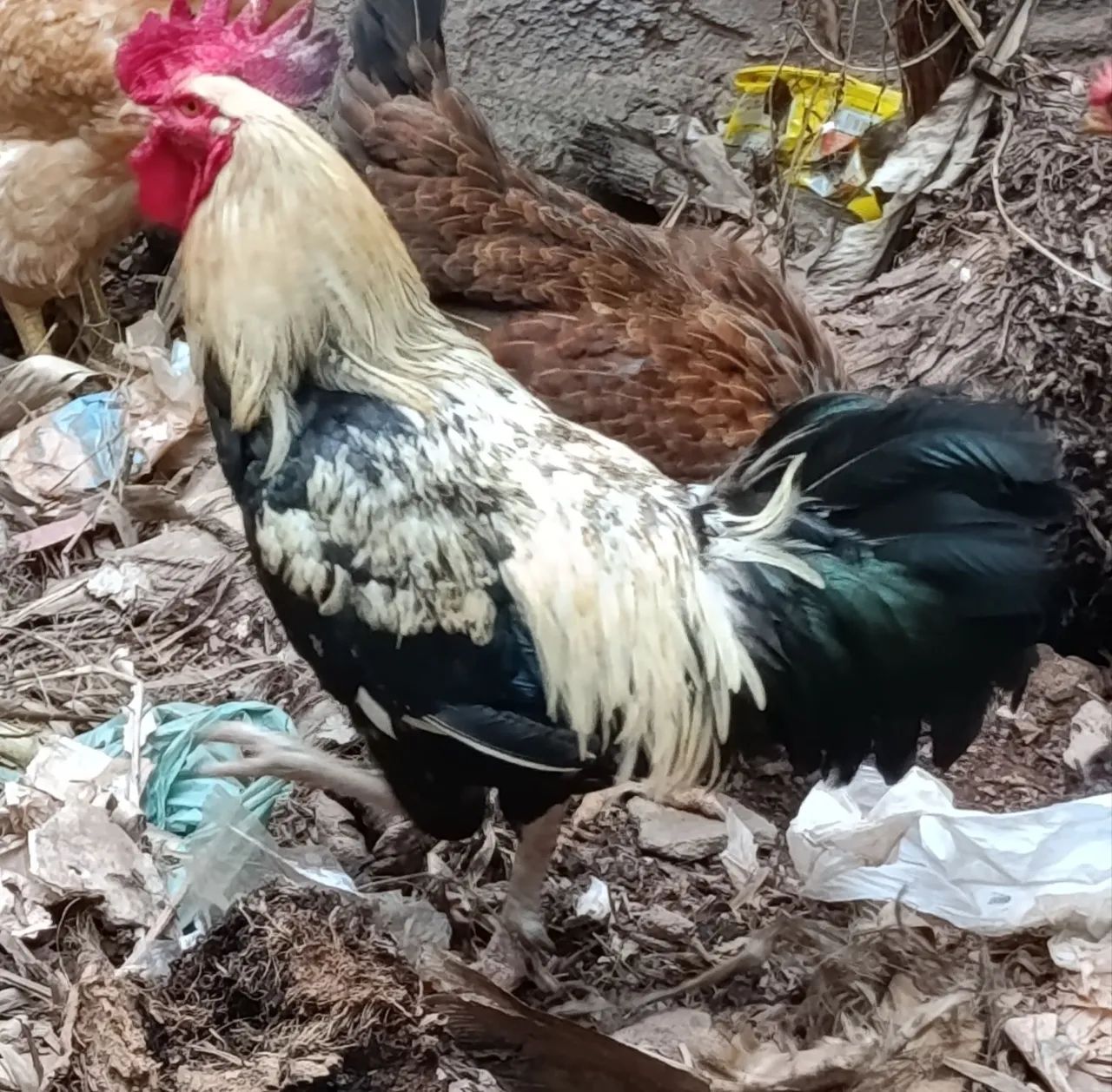 Galo  - Foto 2