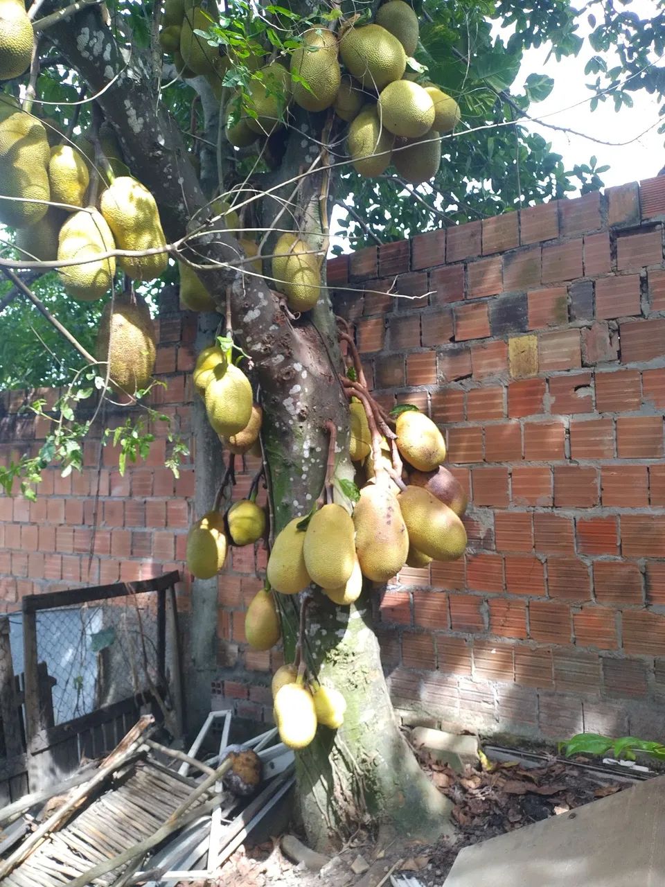 Jaca mole mel - Foto 2