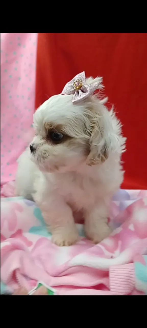 Shih Tzu ?  - Foto 3