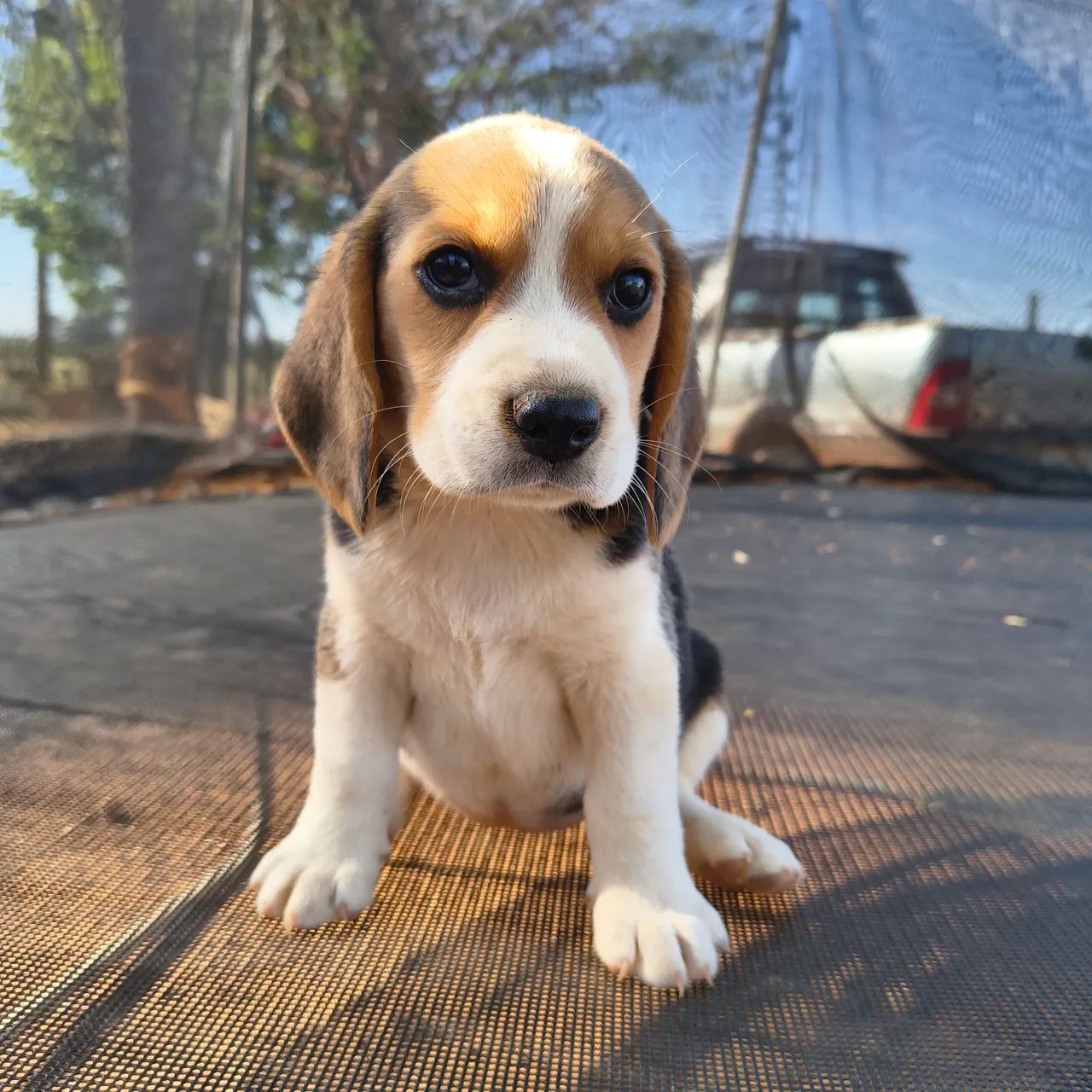 Filhotes beagle 13 polegadas  - Foto 2