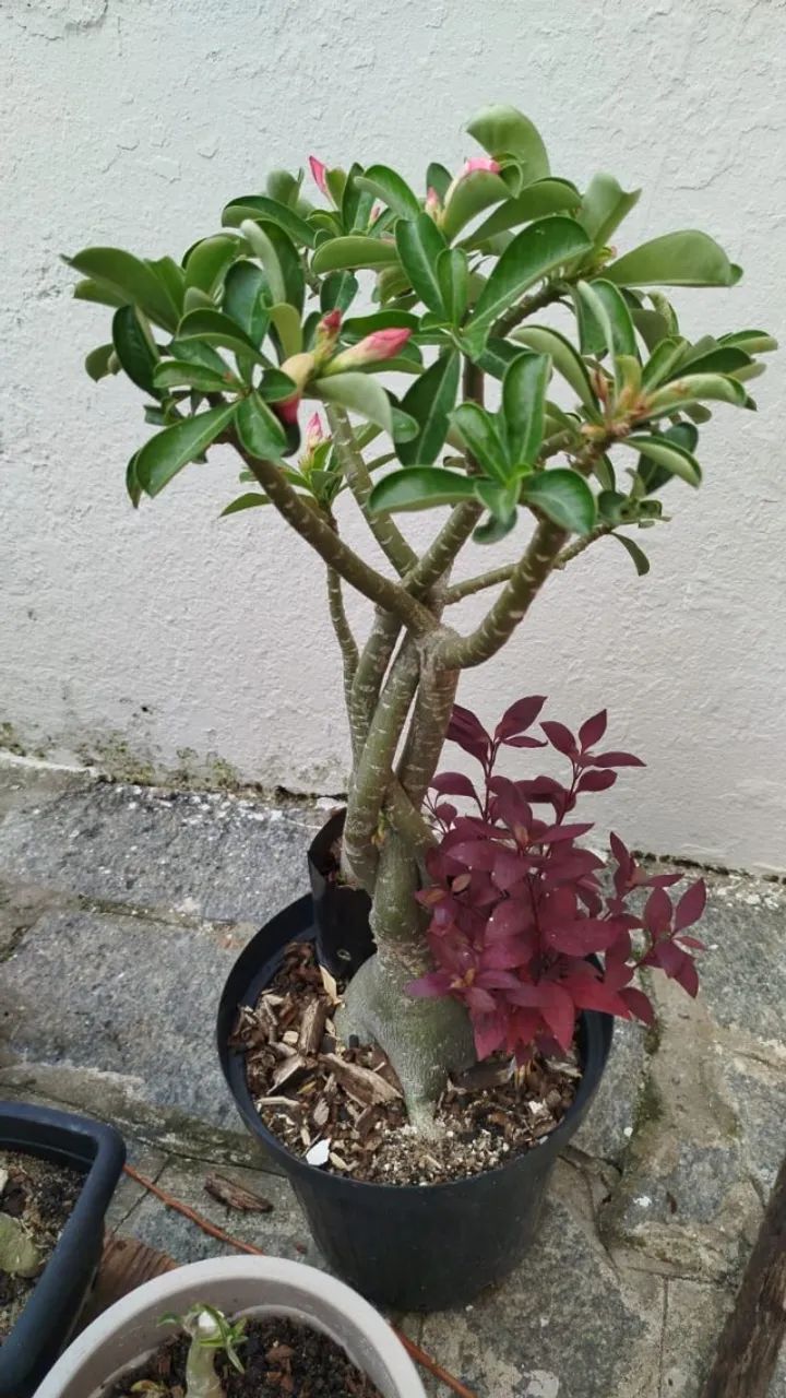 ROSA DO DESERTO  - Foto 4