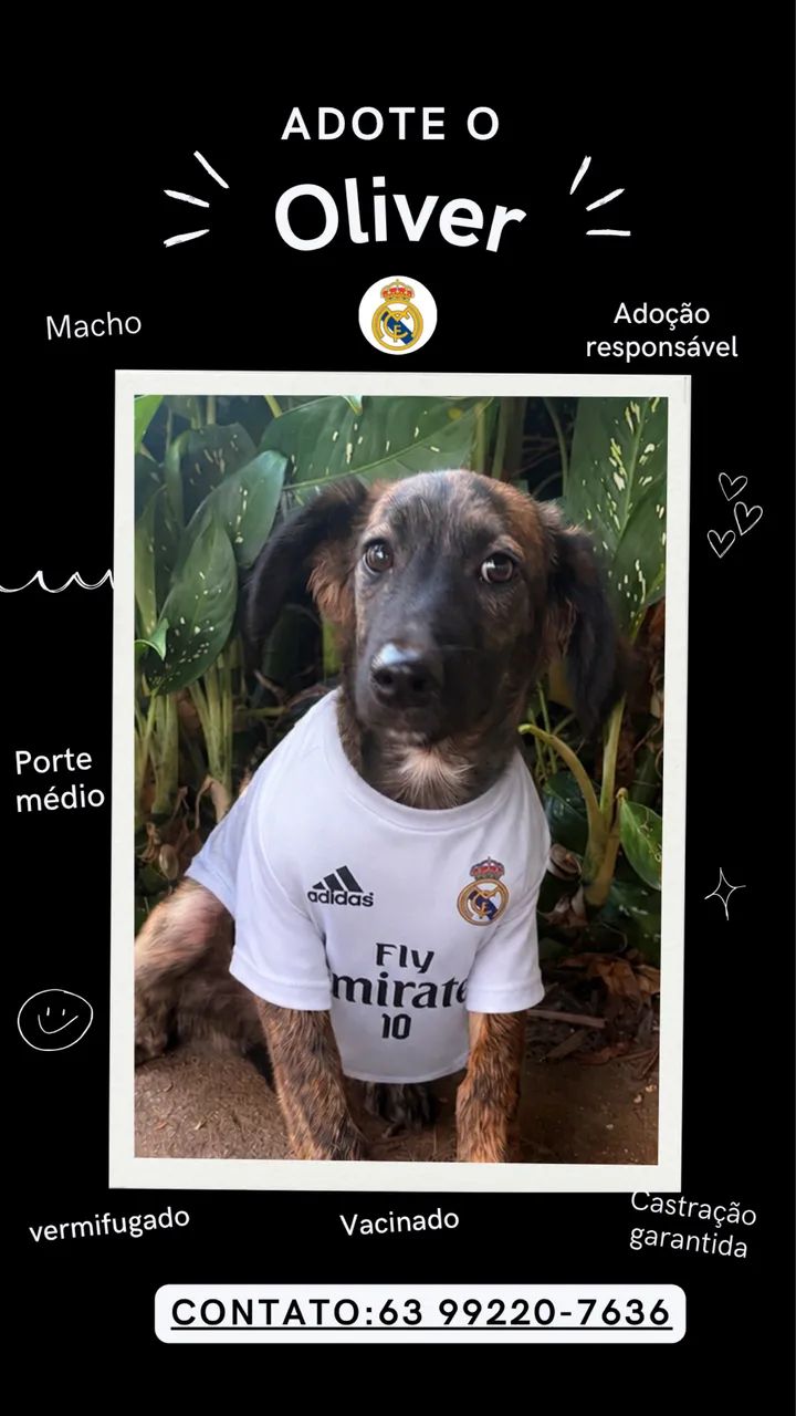 Adote o Oliver - Foto 2