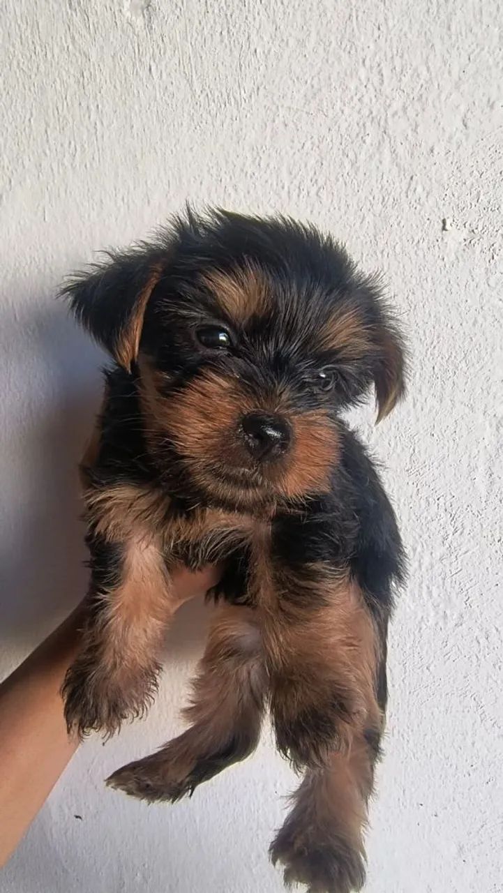 FILHOTES DE YORKSHIRE TERRIER  - Foto 4