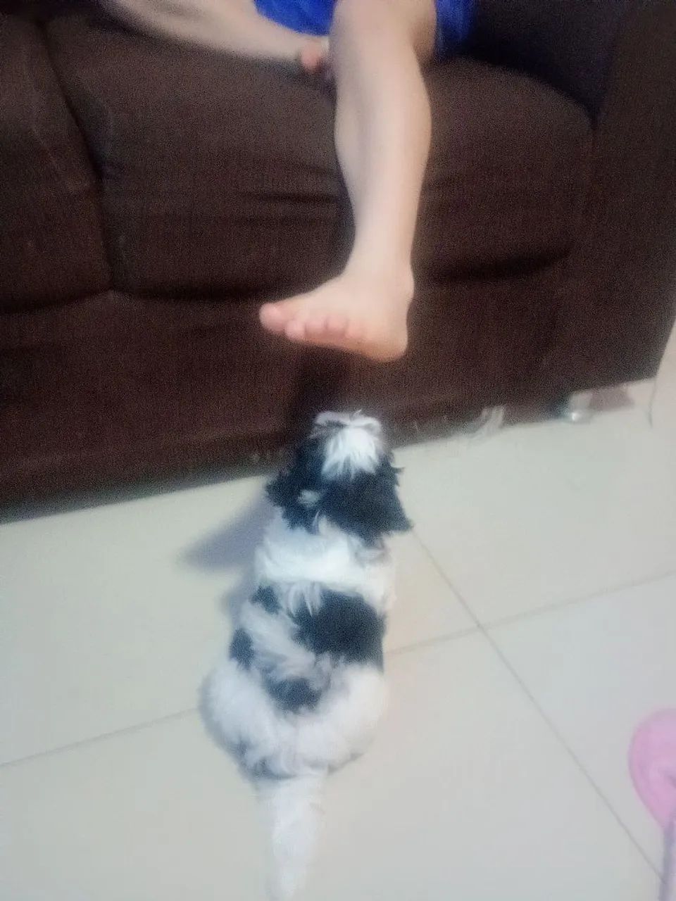 Shitzu fêmea 
