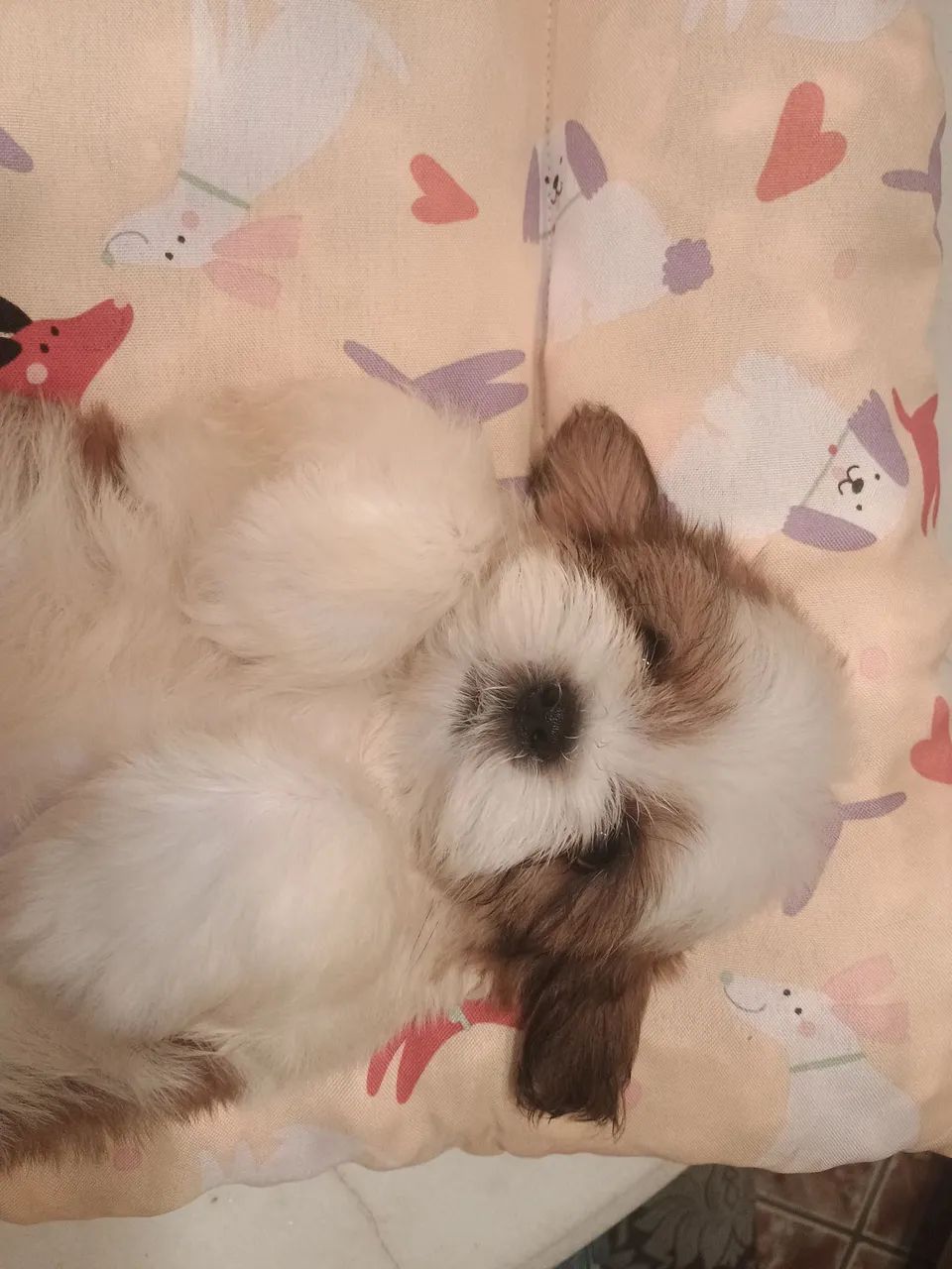 Filhotes de Shith tzu MACHOS - Foto 4