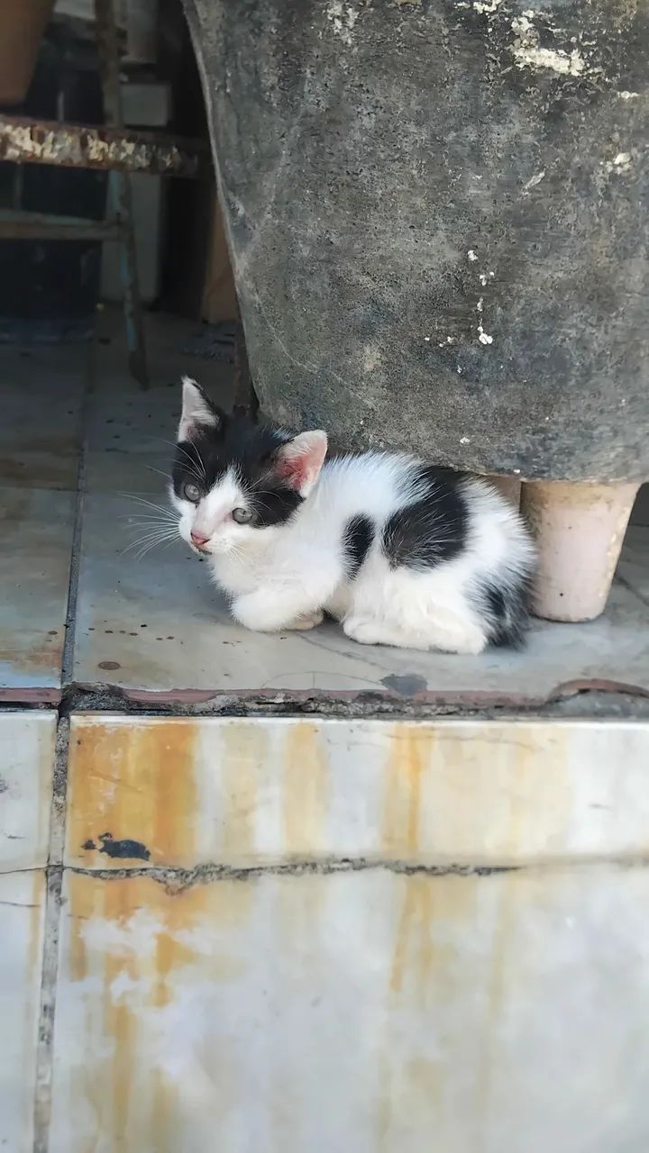 Adotar é um ato de amor!!! - Foto 2