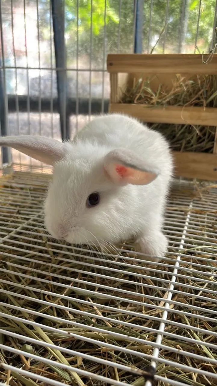 Coelho Mini Loop