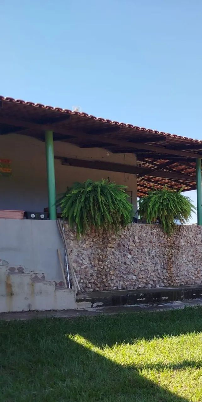 Lindas Samambaias  - Foto 3