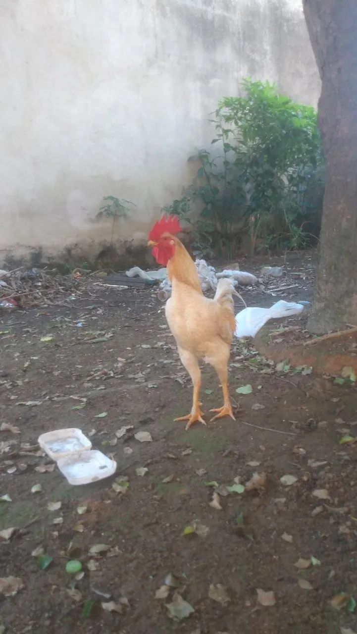 Galo e galinha  - Foto 3