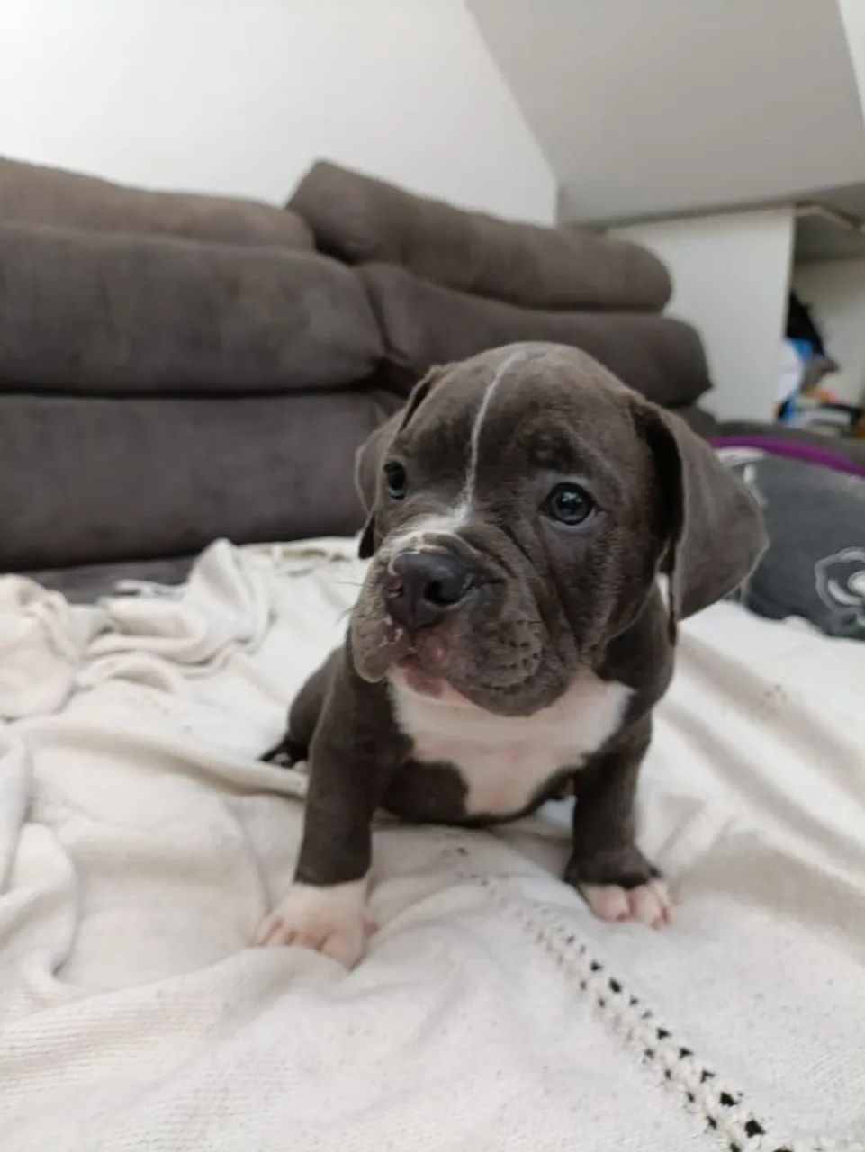 Filhotes American bully micro  - Foto 5