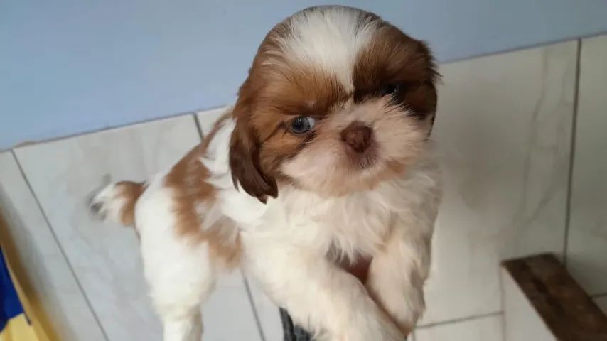 Shih tzu belíssima 