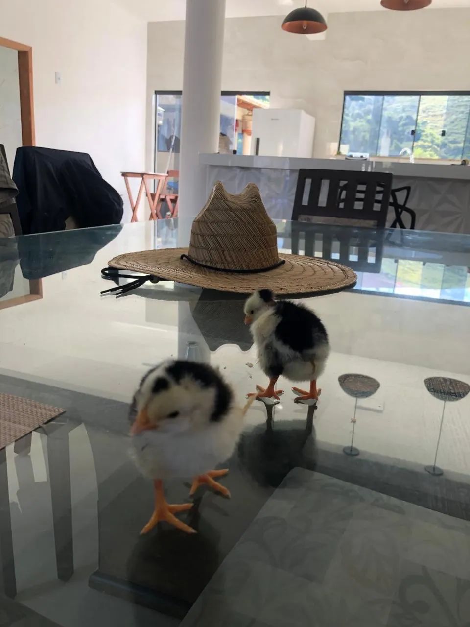 pintinho gsb ( fotos dos pais )  - Foto 4