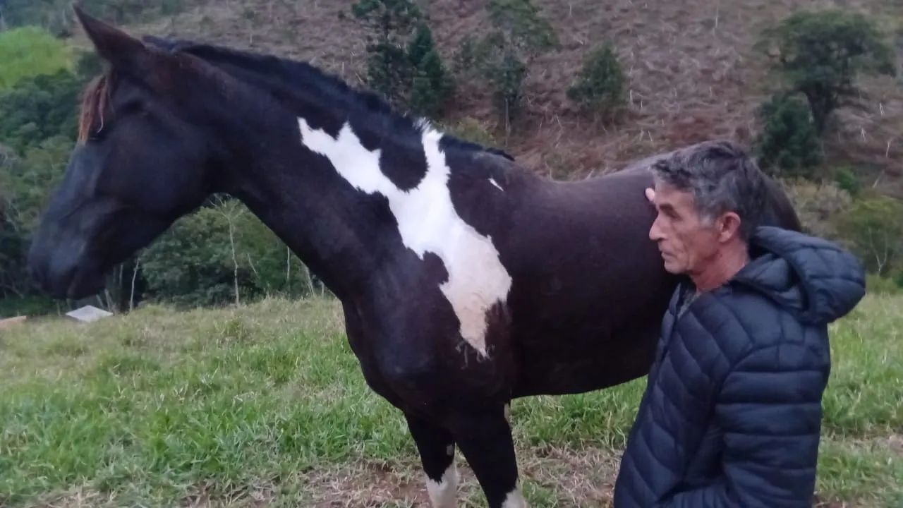 Égua mangalarga - Foto 4