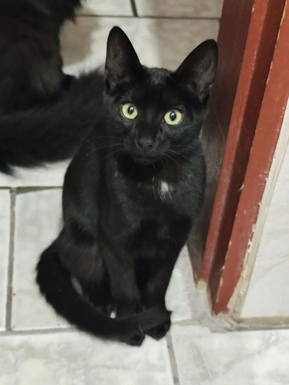 Doação Responsável  - Foto 4