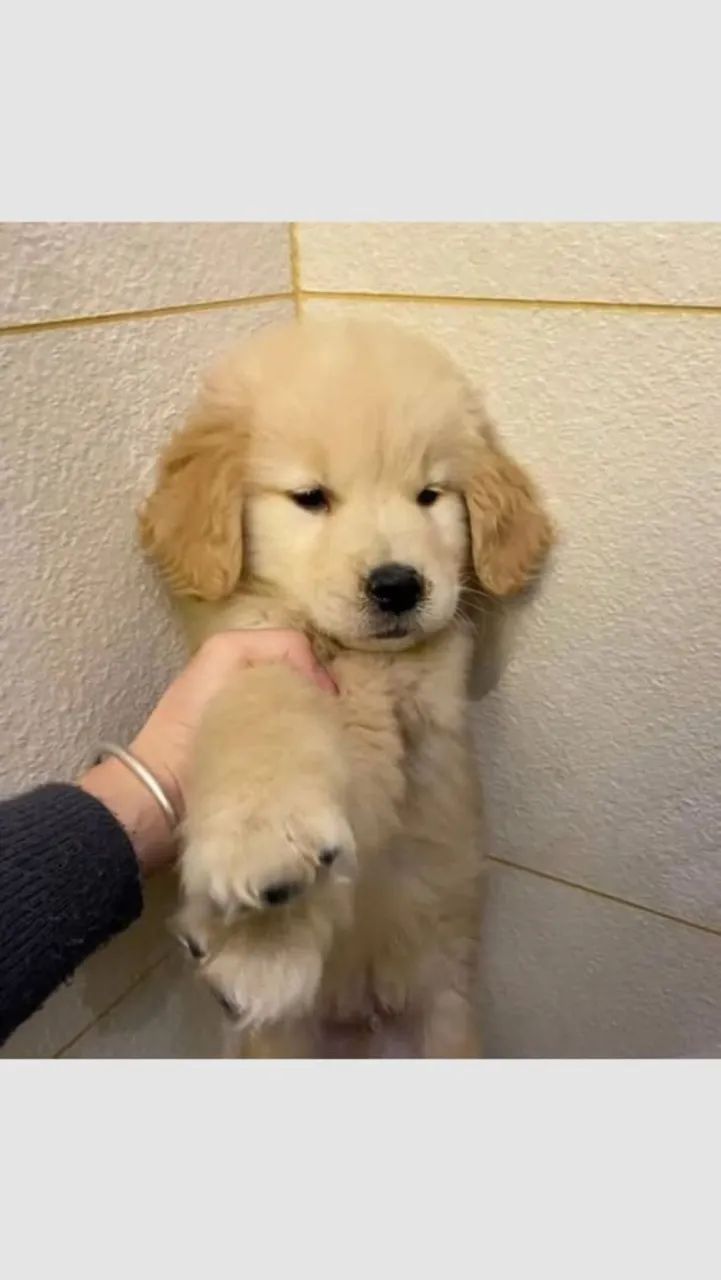 Golden 