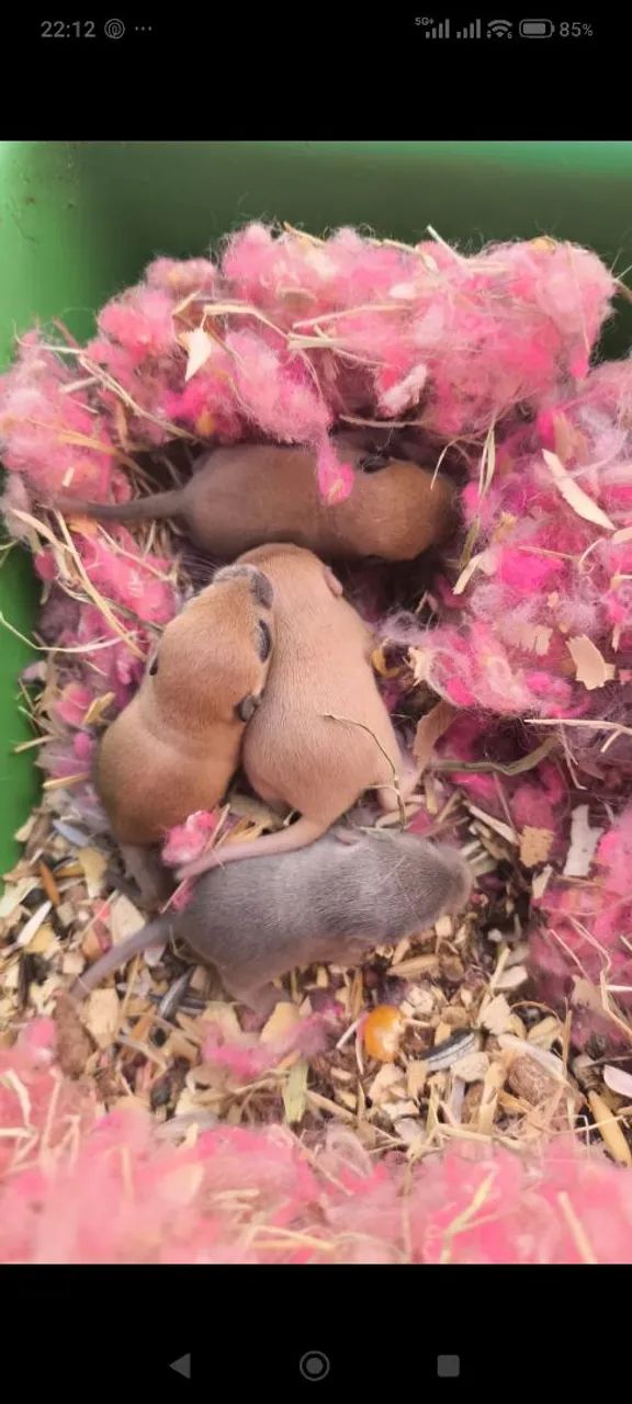 Esquilo da mangolia gerbil  - Foto 2