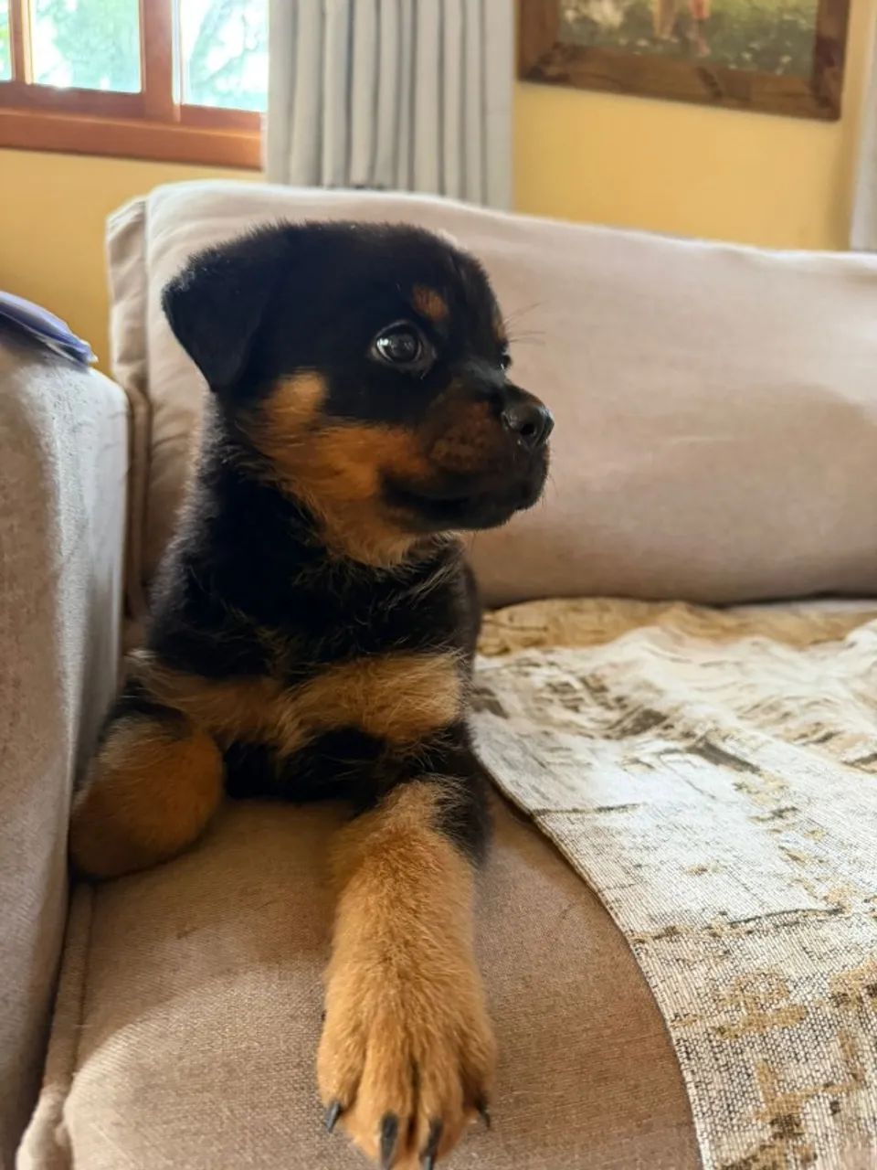 Rottweiler pronto pra voce