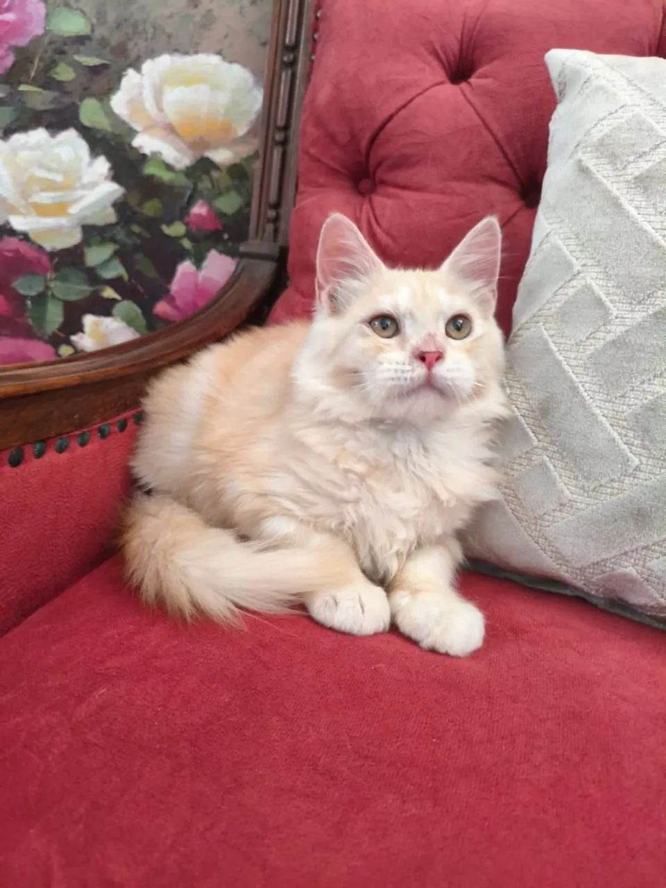 Espetacular Maine Coon  - Foto 2
