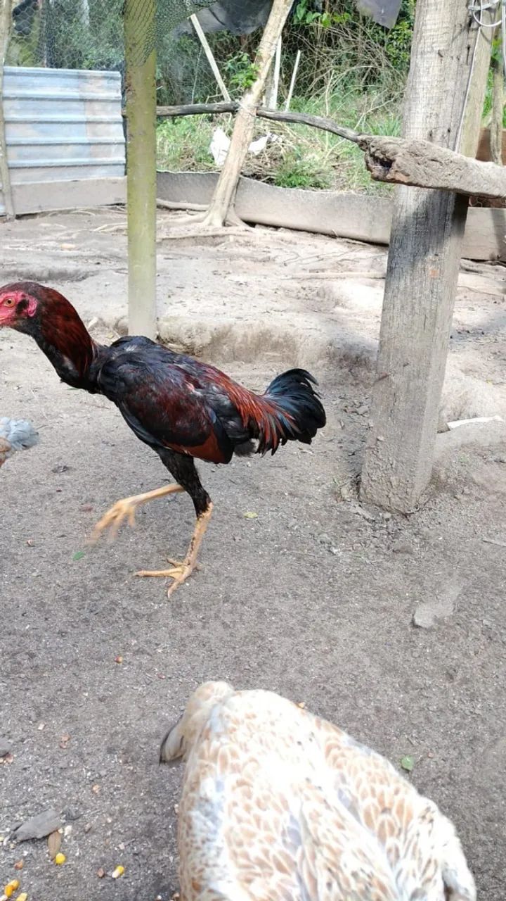 Frango Indio Barbudo - Foto 3