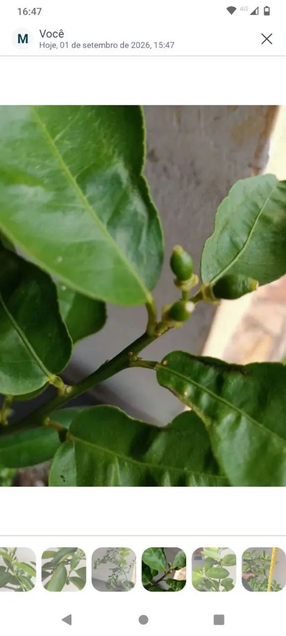 Muda de Limão Tahity  - Foto 3