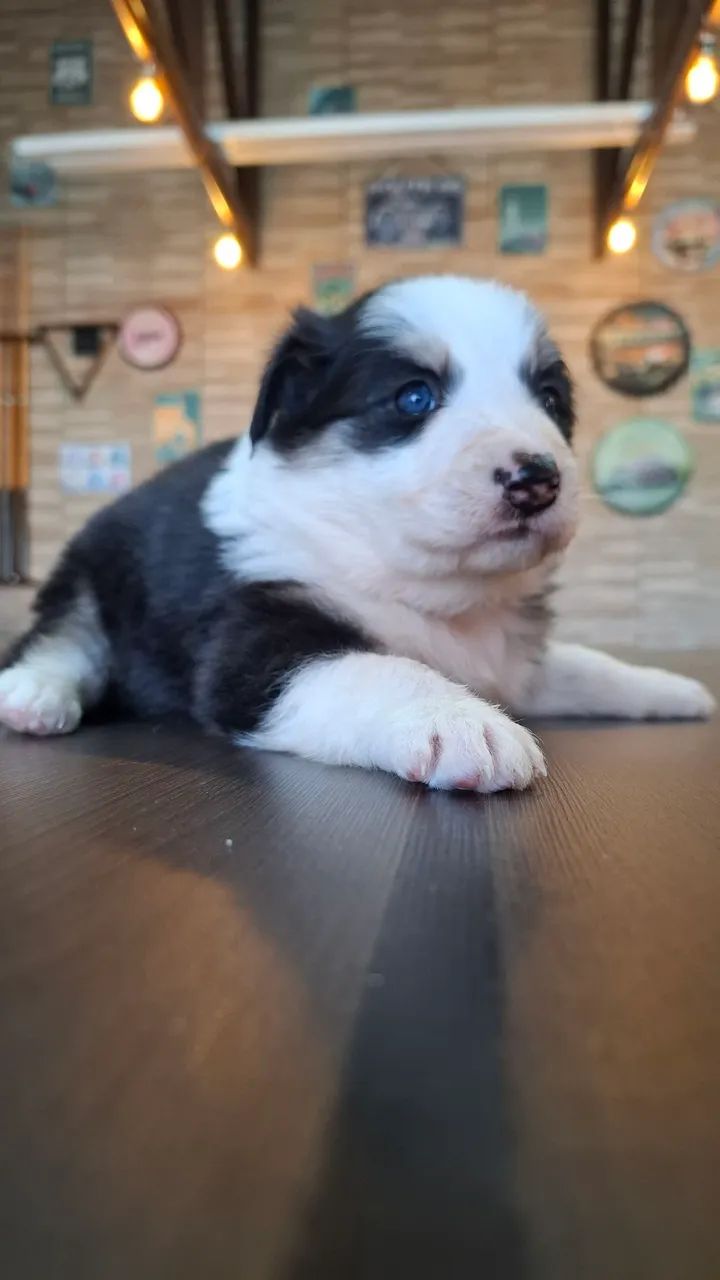 Filhotes de Border Collie  - Foto 5