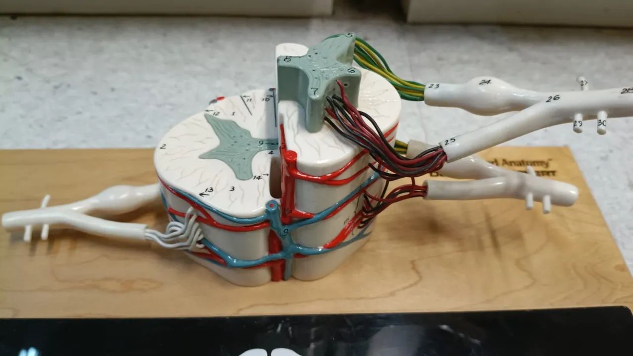 Modelo medula espinhal - Foto 2