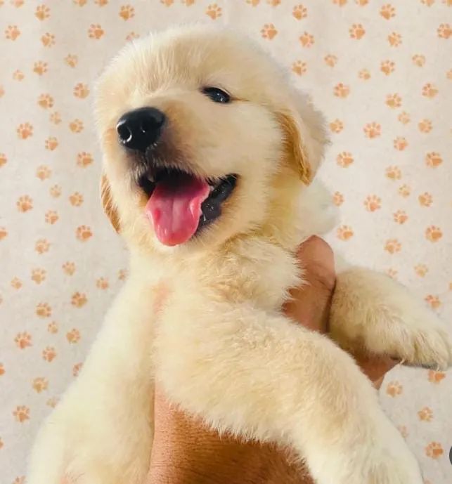 Golden  - Foto 3